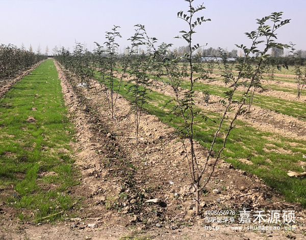 鼠茅草,鼠茅草種子,鼠茅草價格,鼠茅草廠家,鼠毛草,果園綠肥，綠肥種子,綠肥,鼠茅草種植視頻，鼠茅草圖片，嘉禾源碩