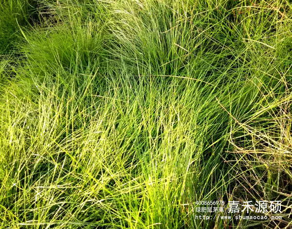 鼠茅草,鼠茅草種子,鼠茅草價格,鼠茅草廠家,鼠毛草,果園綠肥，綠肥種子,綠肥,鼠茅草種植視頻，鼠茅草圖片，嘉禾源碩