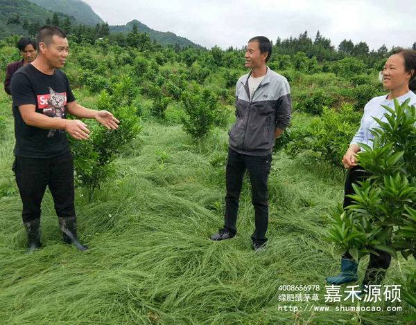 鼠茅草,鼠茅草種子,鼠茅草價格,鼠茅草廠家,鼠毛草,果園綠肥，綠肥種子,綠肥,鼠茅草種植視頻，鼠茅草圖片，嘉禾源碩