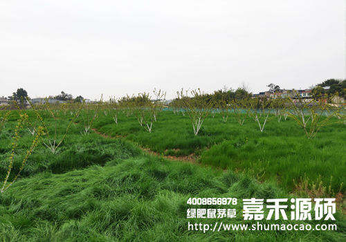 鼠茅草,鼠茅草種子,鼠茅草價格,鼠茅草廠家,鼠毛草,果園綠肥，綠肥種子,綠肥,鼠茅草種植視頻，鼠茅草圖片，嘉禾源碩