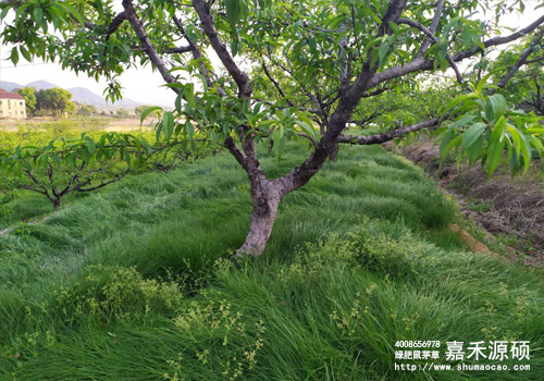 鼠茅草,鼠茅草種子,鼠茅草價格,鼠茅草廠家,鼠毛草,果園綠肥,綠肥,鼠茅草種植視頻，鼠茅草圖片，防止土壤流失，護坡，土壤修復，嘉禾源碩