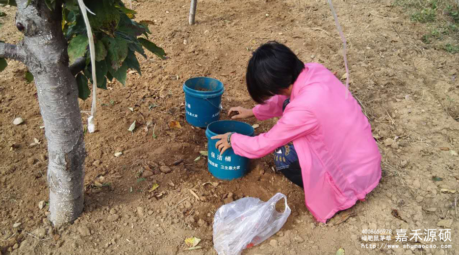 鼠茅草,鼠茅草種子,鼠茅草價格,鼠茅草廠家,鼠毛草,果園綠肥,綠肥,鼠茅草種植視頻，鼠茅草圖片，防止土壤流失，護坡，土壤修復，嘉禾源碩