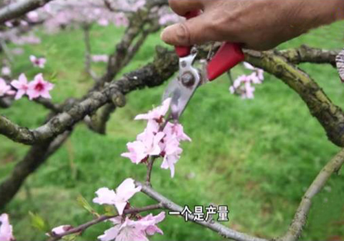 鼠茅草,鼠茅草種子,鼠茅草價(jià)格,鼠茅草廠(chǎng)家,鼠毛草,果園綠肥，綠肥種子,綠肥,鼠茅草種植視頻，鼠茅草圖片，嘉禾源碩