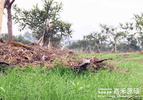 鼠茅草,鼠茅草種子,鼠茅草價格,鼠茅草廠家,鼠毛草,果園綠肥,綠肥,鼠茅草種植視頻，鼠茅草圖片，防止土壤流失，護坡，土壤修復，嘉禾源碩