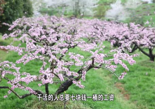 鼠茅草,鼠茅草種子,鼠茅草價(jià)格,鼠茅草廠(chǎng)家,鼠毛草,果園綠肥，綠肥種子,綠肥,鼠茅草種植視頻，鼠茅草圖片，嘉禾源碩