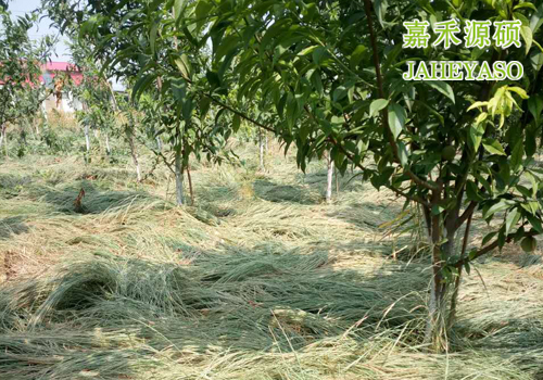 鼠茅草,鼠茅草種子,鼠茅草價(jià)格,鼠茅草廠家,鼠毛草,果園綠肥，綠肥種子,綠肥,鼠茅草種植視頻，鼠茅草圖片，嘉禾源碩