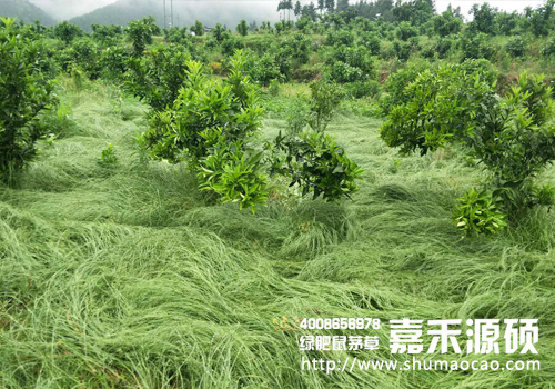 鼠茅草,鼠茅草種子,鼠茅草價格,鼠茅草廠家,鼠毛草,果園綠肥，綠肥種子,綠肥,鼠茅草種植視頻，鼠茅草圖片，嘉禾源碩