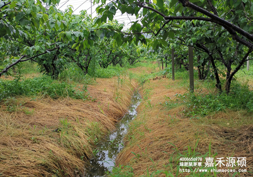 鼠茅草,鼠茅草種子,鼠茅草價格,鼠茅草廠家,鼠毛草,果園綠肥,綠肥,鼠茅草種植視頻，鼠茅草圖片，防止土壤流失，護坡，土壤修復，嘉禾源碩