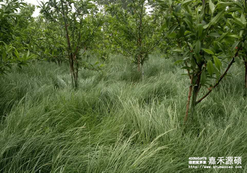 鼠茅草,鼠茅草種子,鼠茅草價(jià)格,鼠茅草廠家,鼠毛草,果園綠肥,綠肥,鼠茅草種植視頻，鼠茅草圖片，防止土壤流失，護(hù)坡，土壤修復(fù)，嘉禾源碩