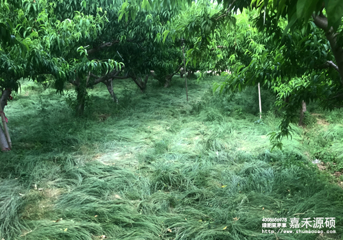 鼠茅草,鼠茅草種子,鼠茅草價(jià)格,鼠茅草廠家,鼠毛草,果園綠肥,綠肥,鼠茅草種植視頻，鼠茅草圖片，防止土壤流失，護(hù)坡，土壤修復(fù)，嘉禾源碩