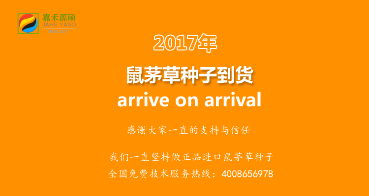 鼠茅草,鼠茅草種子,鼠茅草價格,鼠茅草廠家,鼠毛草,綠肥種子,綠肥,鼠茅草種植視頻，鼠茅草圖片，嘉禾源碩